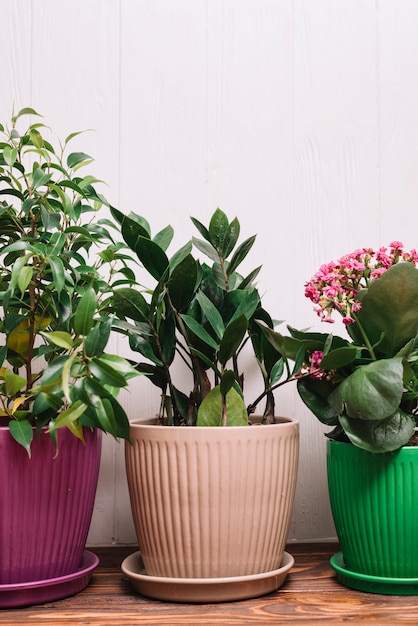 Foto gratuita concepto de jardinería con plantas