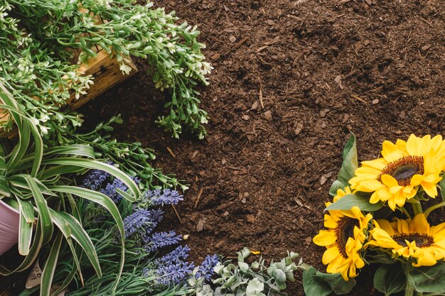 Concepto de jardinería con vegetación y girasoles