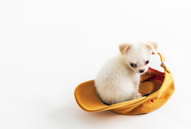 Foto gratuita concepto lindo del casquillo animal encantador de la mascota de chihuahua