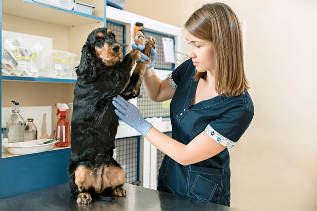 El concepto de medicina, cuidado de mascotas y personas: médico veterinario y de perros en la clínica veterinaria