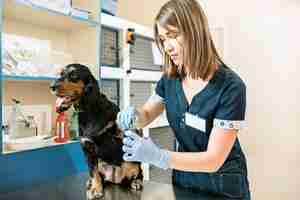 Foto gratuita el concepto de medicina, cuidado de mascotas y personas: médico veterinario y de perros en la clínica veterinaria