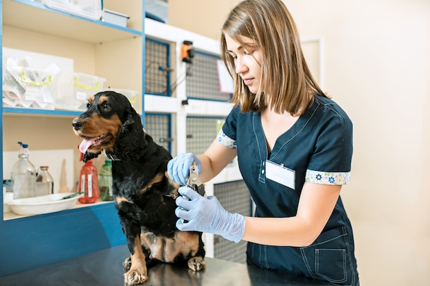 El concepto de medicina, cuidado de mascotas y personas: médico veterinario y de perros en la clínica veterinaria