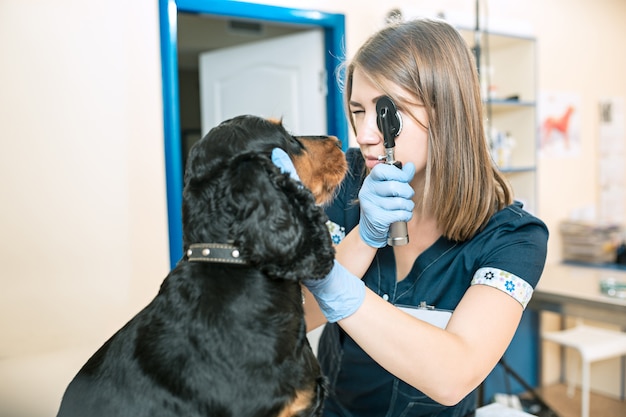 Foto gratuita el concepto de medicina, cuidado de mascotas y personas - médico veterinario y de perros en la clínica veterinaria