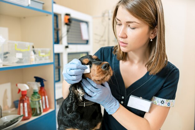 El concepto de medicina, cuidado de mascotas y personas - médico veterinario y de perros en la clínica veterinaria