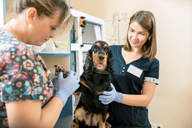 El concepto de medicina, cuidado de mascotas y personas - médico veterinario y de perros en la clínica veterinaria