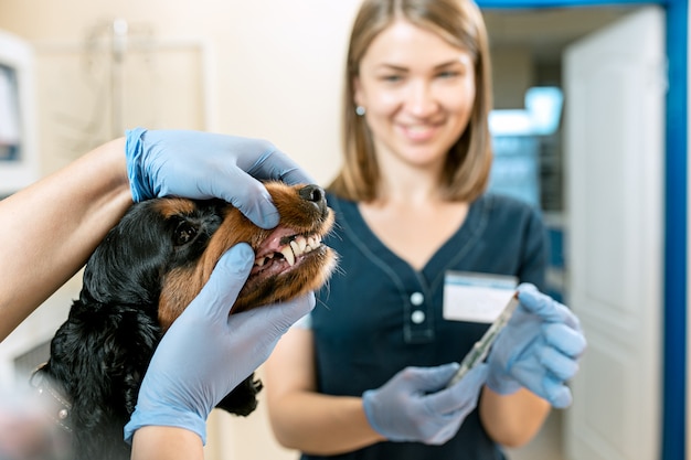 El concepto de medicina, cuidado de mascotas y personas - médico veterinario y de perros en la clínica veterinaria