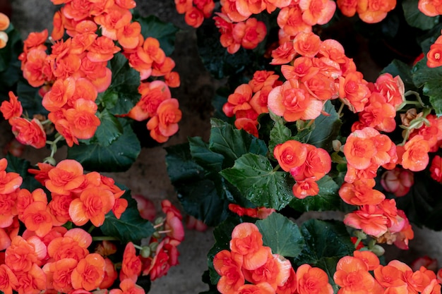 Concepto de mercado con flores de colores