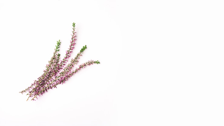 Foto gratuito concepto moderno de flores con un estilo elegante
