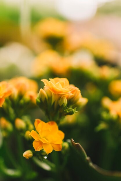Concepto de naturaleza con flores amarillas