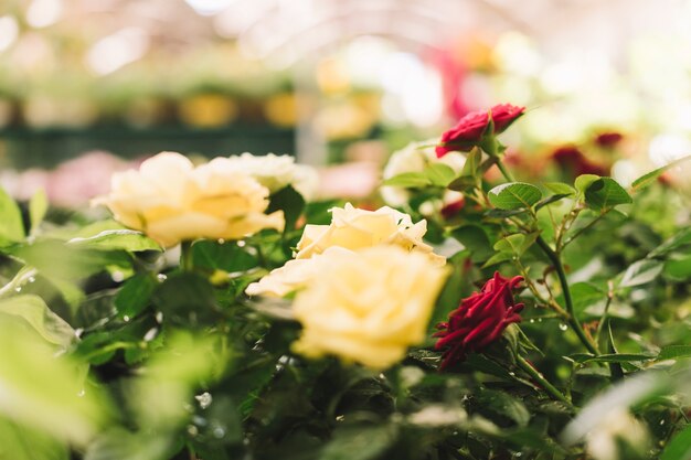 Concepto de naturaleza con hermosas flores