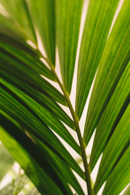 Concepto de naturaleza con hoja detallada