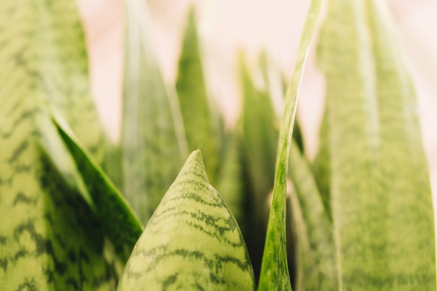 Concepto de naturaleza con hojas exóticas