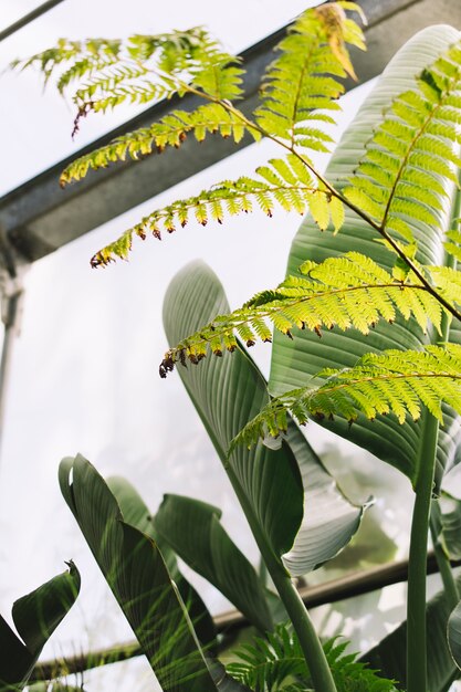 Concepto de naturaleza con hojas en invernadero