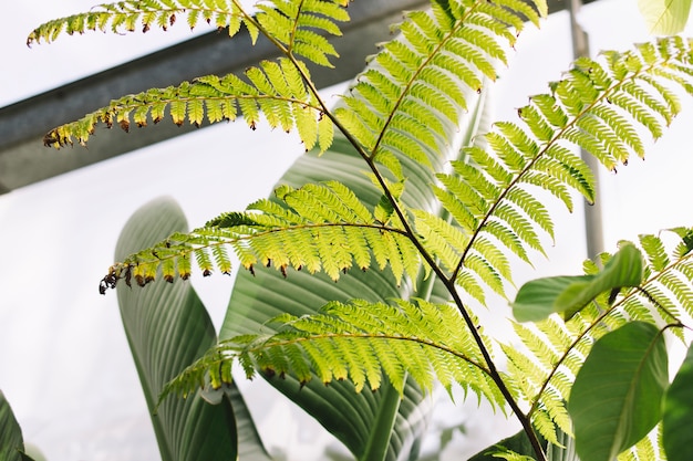 Concepto de naturaleza con hojas naturales