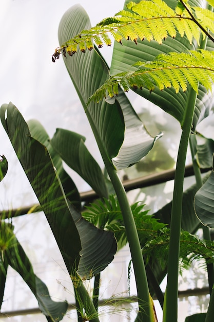 Concepto de naturaleza con hojas