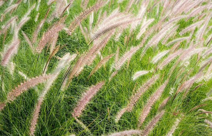 Foto gratuito concepto de naturaleza de parque ecológico de pastizales