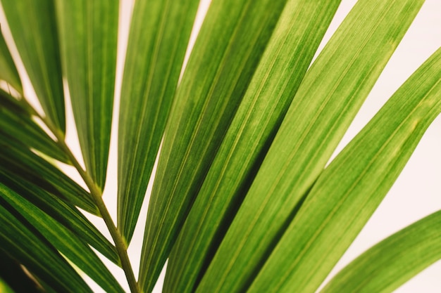 Concepto de naturaleza con vista de cerca de hoja detallada