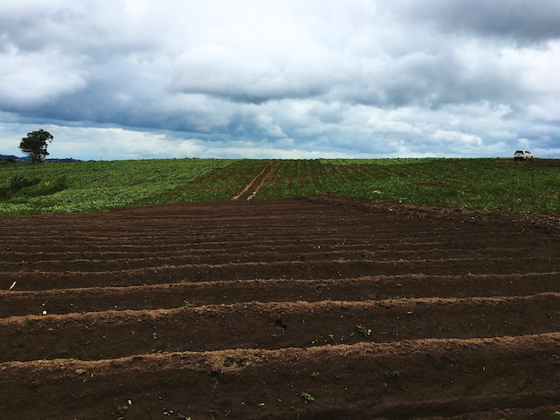 Concepto orgánico de la agricultura de la nube del campo