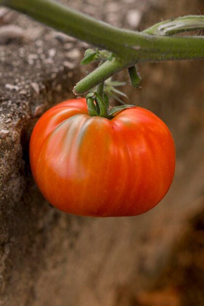 Concepto de otoño delicioso tomate