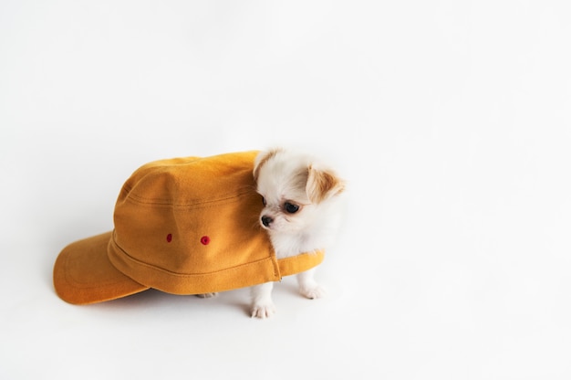 Concepto de perro Chihuahua en miniatura
