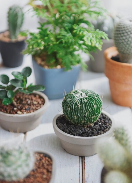 Concepto de plantas de cactus olla Inicio