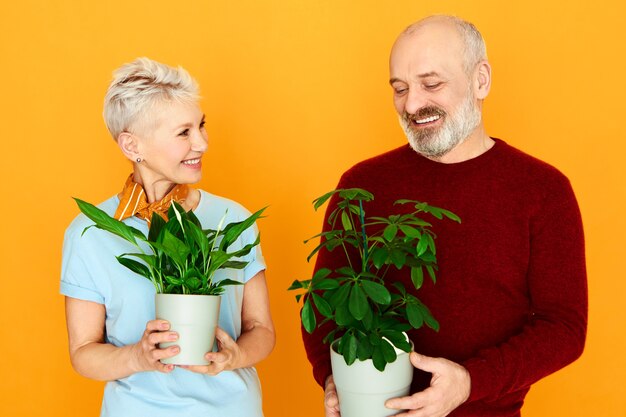 Concepto de plantas de interior, vegetación y cuidado. Retrato de lindo anciano matrimonio europeo feliz mujer y hombre alegre posando aislado sosteniendo 2 macetas con plantas verdes, cuidándolos juntos