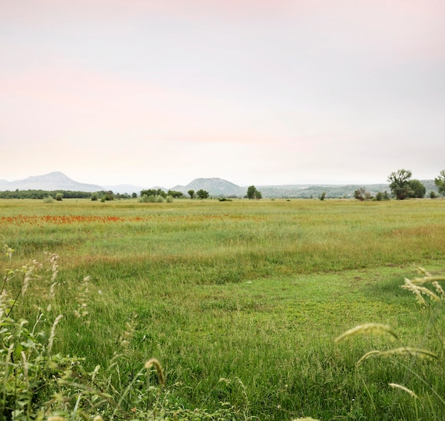 Concepto rural con flores rojas