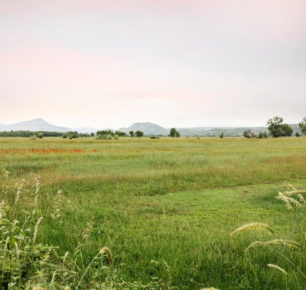 Concepto rural con flores rojas