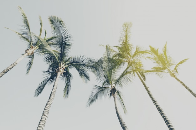 Concepto De Las Vacaciones De Viaje De Verano. Palmas hermosas en el fondo del cielo azul. Viraje.