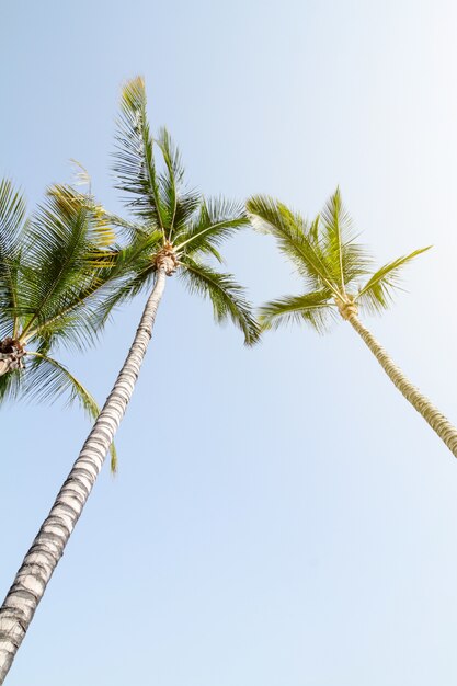 Concepto De Las Vacaciones De Viaje De Verano. Palmas hermosas en el fondo del cielo azul. Viraje.