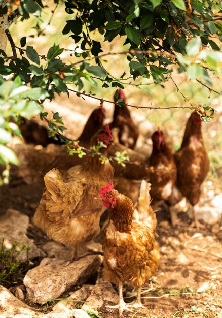 Concepto de vida de granja con gallinas