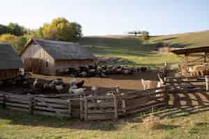 Foto gratuita concepto de vida rural con animales de granja.