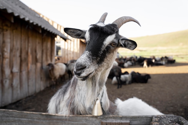 Concepto de vida rural con cabras.