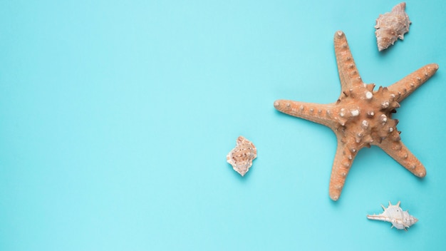 Conchas y gran estrella de mar.