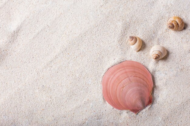 Conchas de mar con arena como fondo y copyspace, concepto de verano
