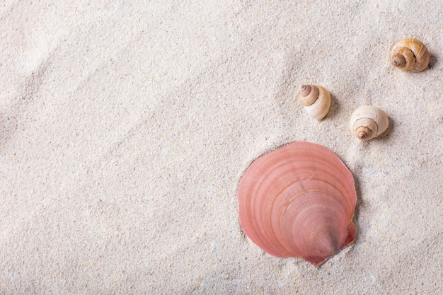 Conchas de mar con arena como fondo y copyspace, concepto de verano