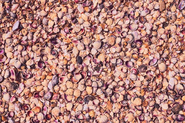 Conchas marinas un panorama de conchas diferentes conchas y guijarros un telón de fondo o papel tapiz Fondo de vacaciones junto al mar