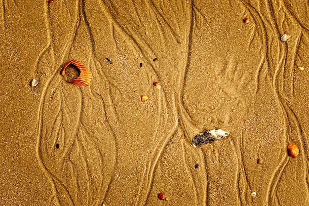 Conchas sobre un fondo de textura de arena de playa dorada
