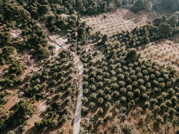 Condado de carretera y árboles en el paisaje rural