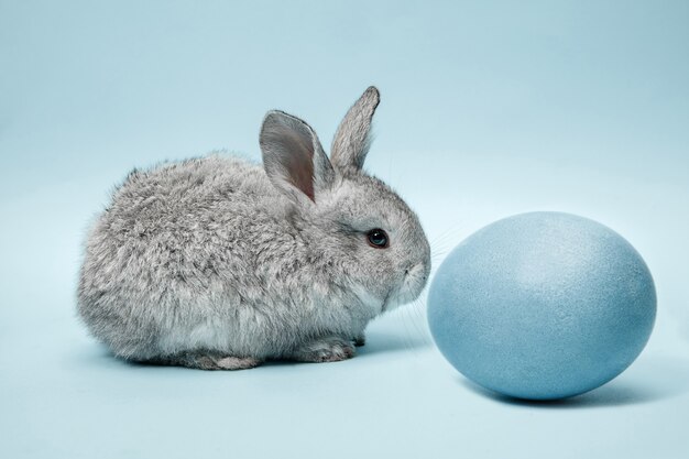 Conejito de Pascua con huevo pintado de azul en la pared azul