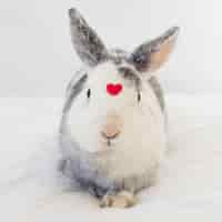 Foto gratuita conejo con adorno de corazón rojo en la parte delantera.