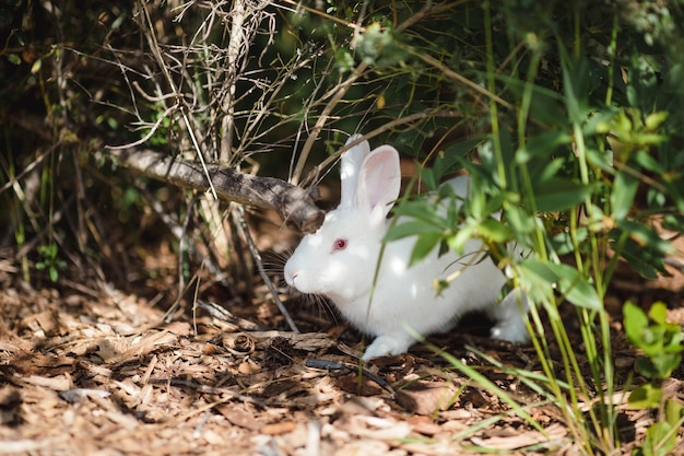 Conejo blanco en la naturaleza