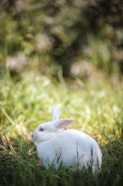 Conejo blanco en pasto