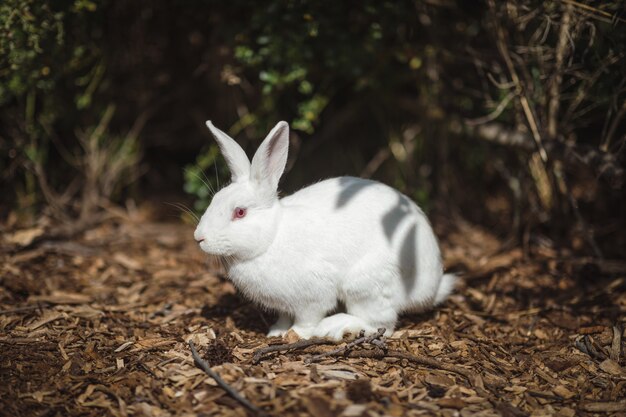 Conejo blanco en el suelo
