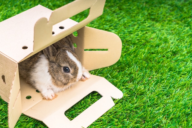 Conejo en una caja de papel sobre la hierba verde de vacaciones de Pascua