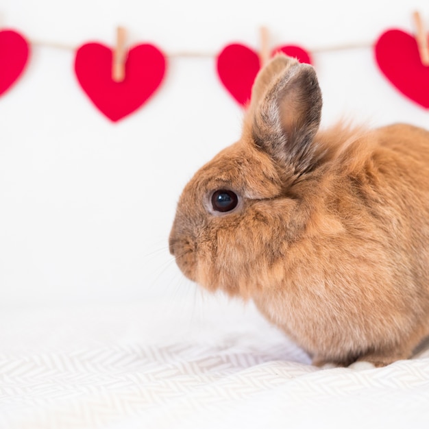 Conejo cerca de la fila de adornos corazones rojos en hilo