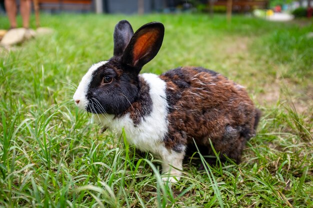 Conejo doméstico en pasto verde
