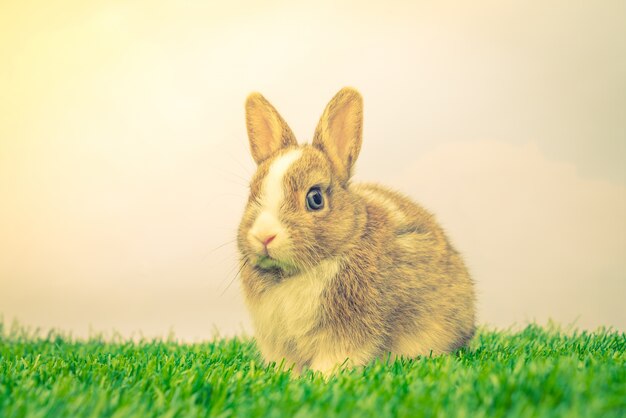 Conejo en la hierba verde para alquiler Pascua (Transformación de imagen filtradas