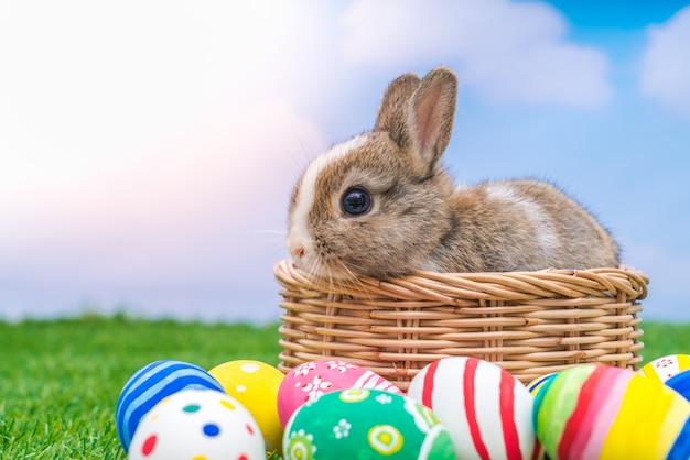 Conejo y huevos de Pascua en la hierba verde con el cielo azul