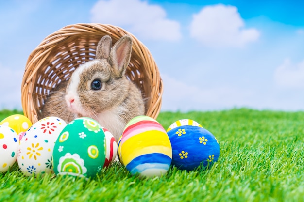 Conejo y huevos de Pascua en la hierba verde con el cielo azul